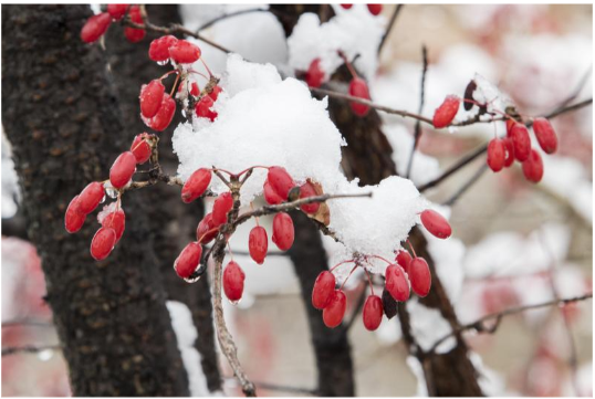 구례 산수유 꽃 축제