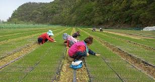 농촌 일자리 구하기