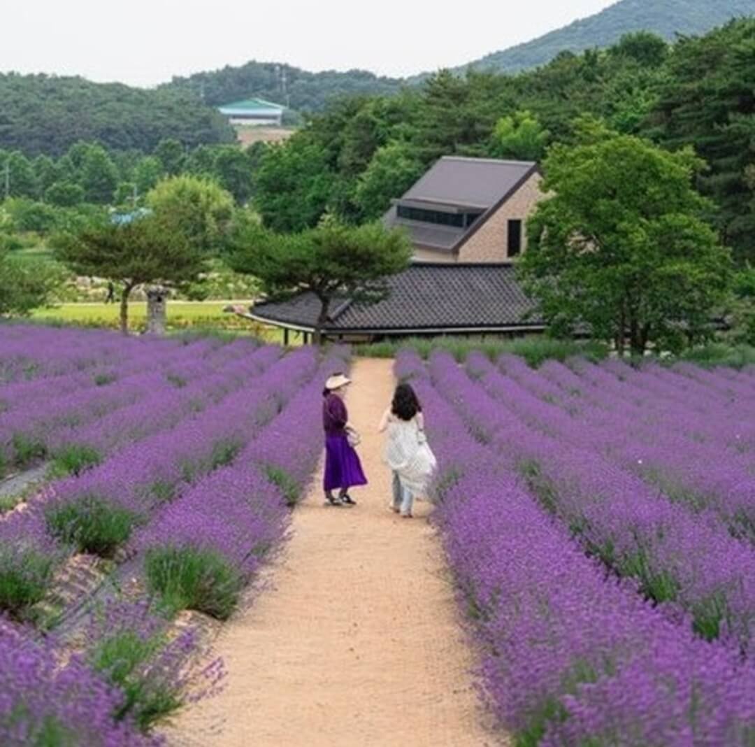 고창청농원-라벤더축제