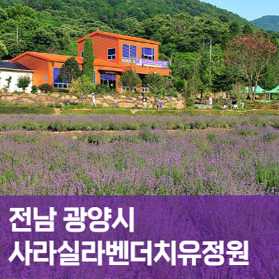 전남-광양-사라실라벤더시험재배단지-홈페이지