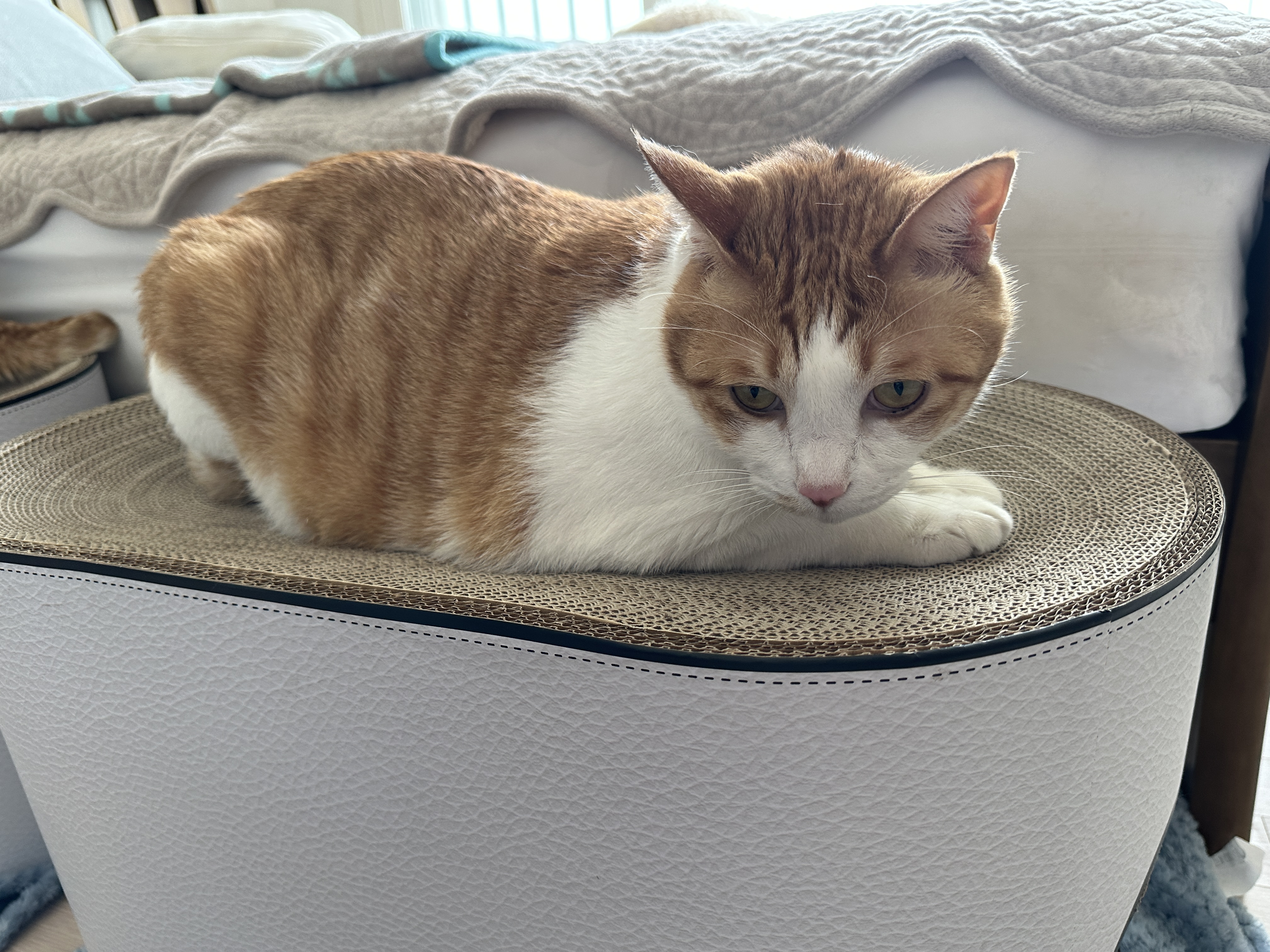 하이라운드_스크래쳐_위에_편하게_엎드리고_있는_치즈냥이_막둥이