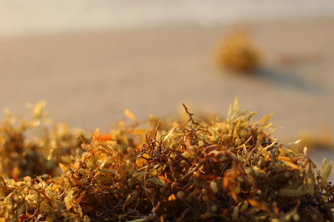 Seaweed