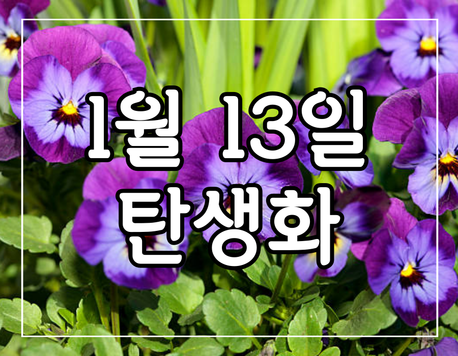 이 이미지는 1월 13일 탄생화 제비꽃 꽃말 생일 선물하기에 관한 포스팅의 대표 이미지입니다.