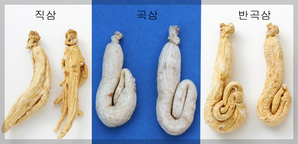 백삼의 구분