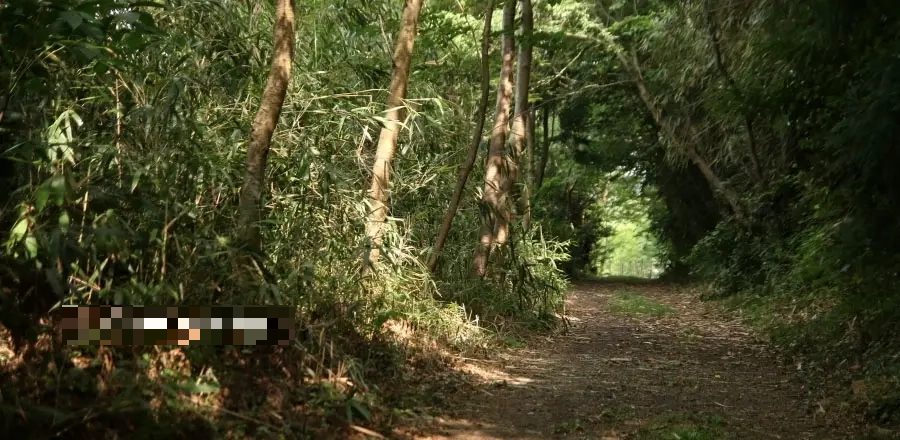 지미봉 둘레길 숲길