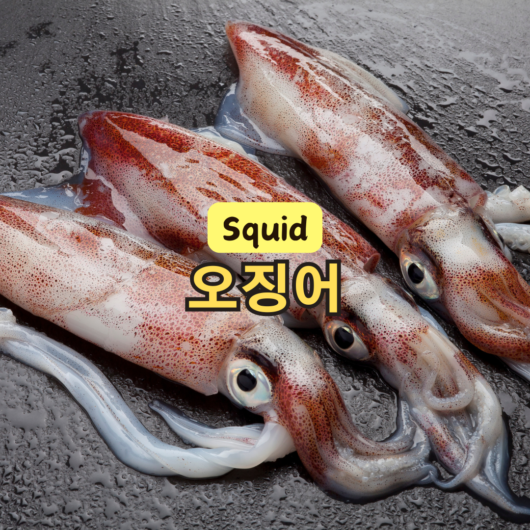 오징어 효능 부작용 보관법 고르는 방법