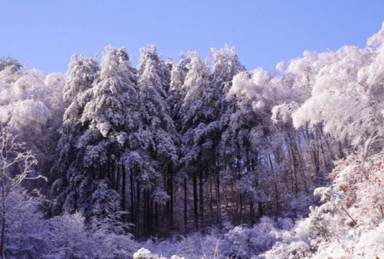 인제 자작나무숲