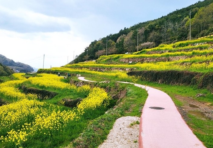 강릉 안반데기 유채꽃밭 &ndash; 고원 위 황금 물결
