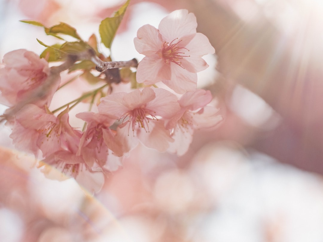 Cherry blossoms.