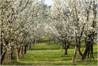 광양 매화 개화시기