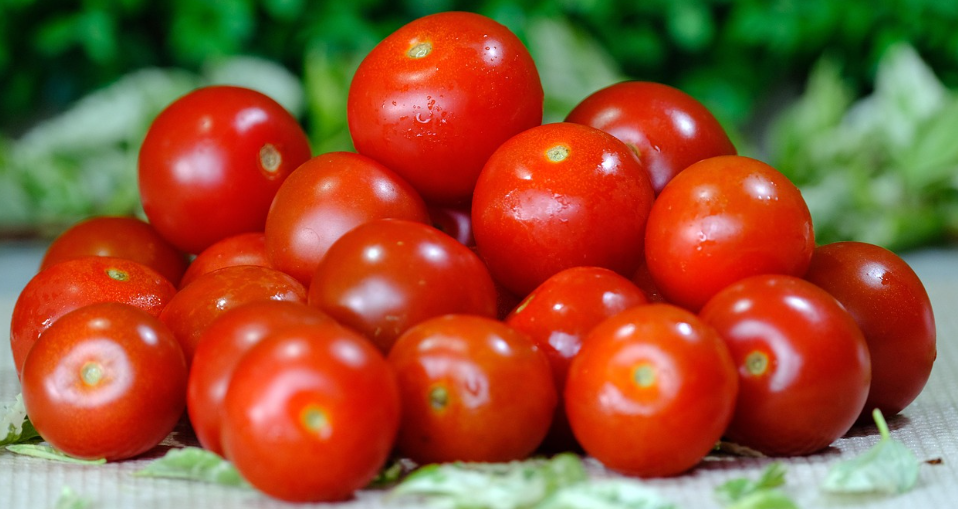 방울토마토의 모습