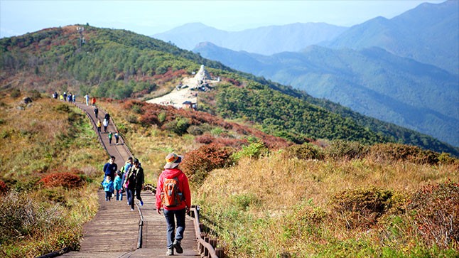봄꽃 축제