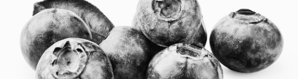 블루베리 키우기: 정원 또는 발코니