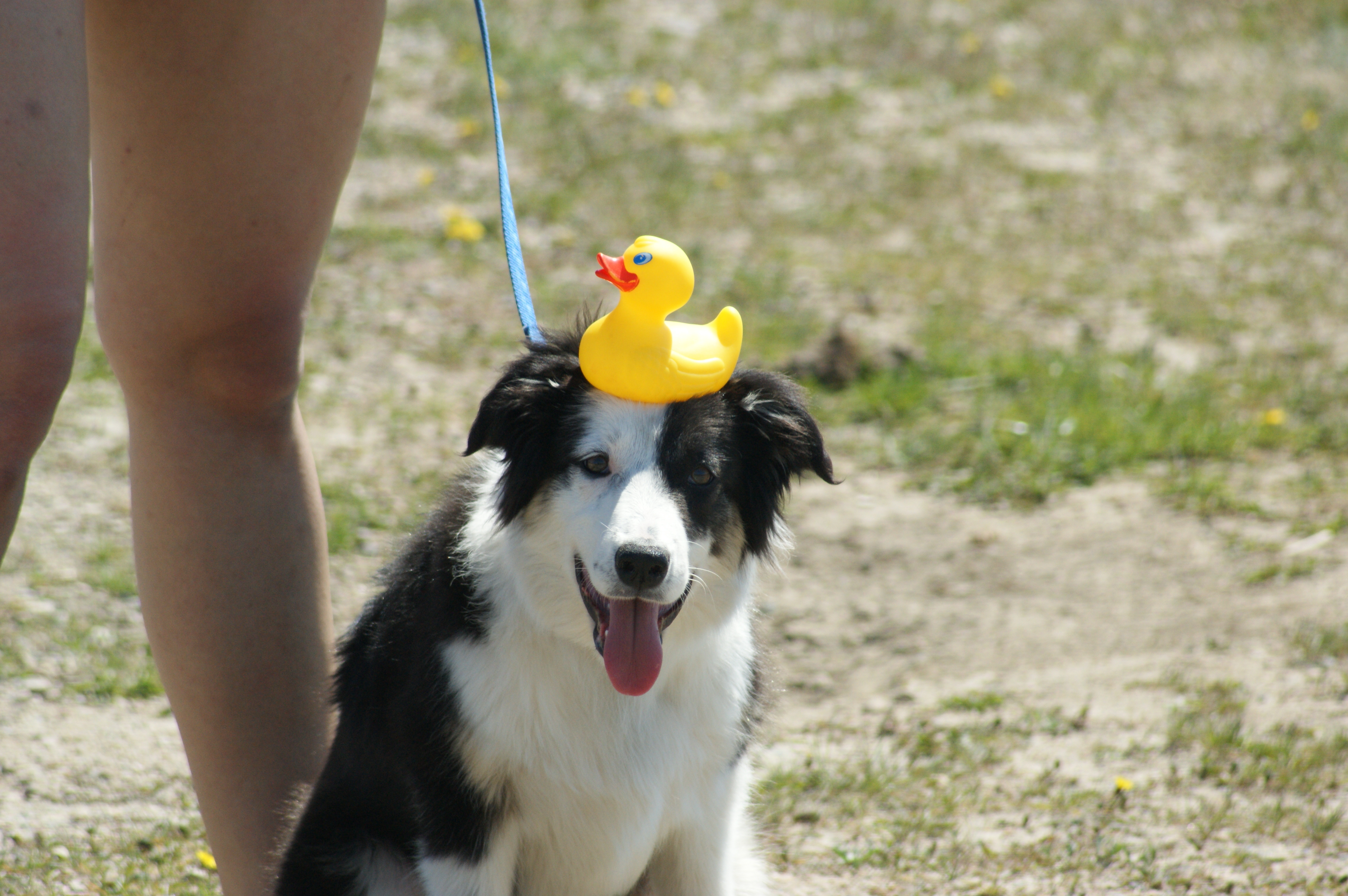 강아지 목욕 사진