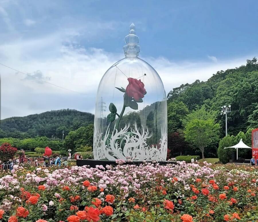 2025년 울산대공원 장미축제: 300만 송이의 장미 향연