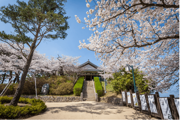 2024년 벚꽃축제 ; 석촌호수 벚꽃축제&amp;#44; 여의도 벚꽃축제&amp;#44; 청풍호 벚꽃축제&amp;#44; 경포호 벚꽃축제&amp;#44; 이월드 벚꽃축제&amp;#44; 진해군항제 벚꽃축제