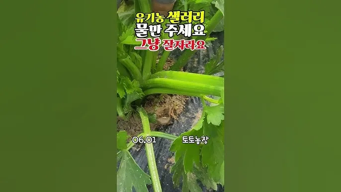 샐러리 재배 모종 심기 재배 거리 수확 연장_4