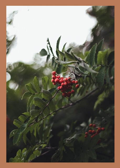 마가목-열매-나무-가지-위