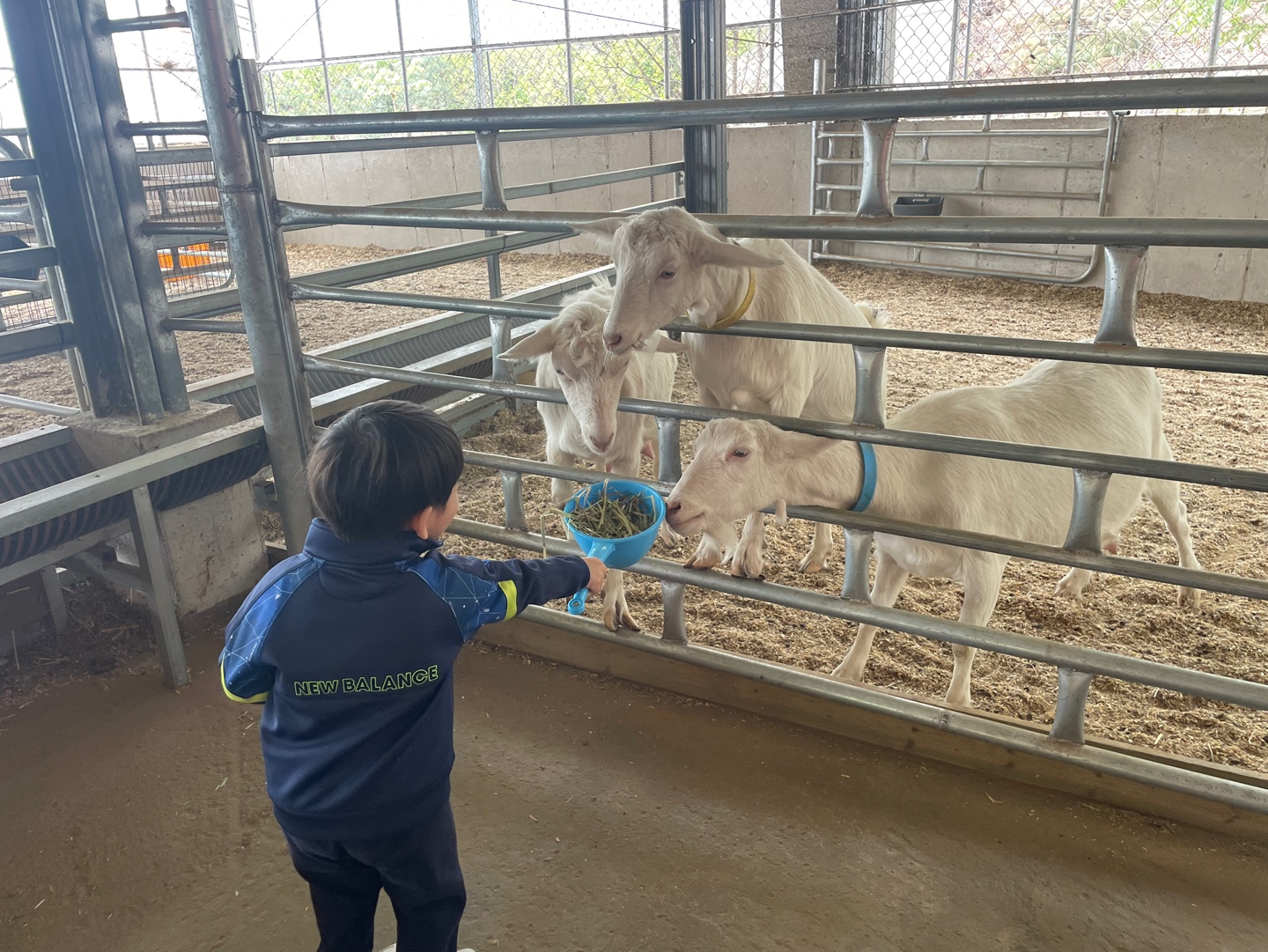 아기염소 먹이주기