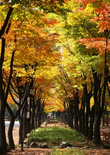서울&middot;수도권 가을 피크닉 명소 총정리 : 단풍 아래에서 즐기는 힐링 한 끼