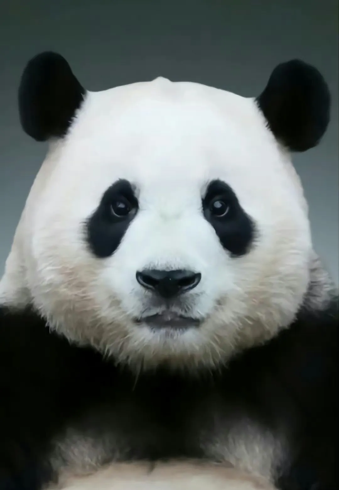 푸바오의 증명사진 모습.