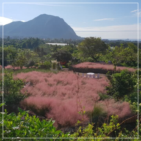제주도 마노르블랑 핑크뮬리축제 인생사진 찍어봅시다.
