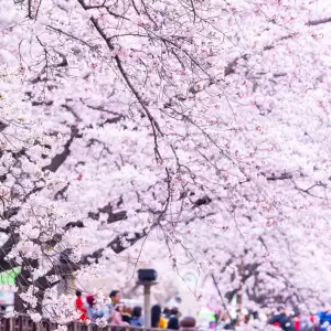 벚꽃 개화 시기