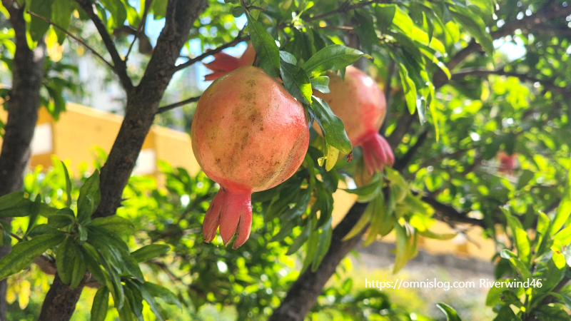 석류(石榴) Pomegranate