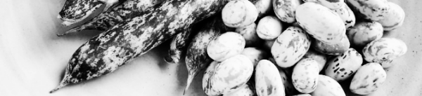 호랑이콩 재배방법: 호랑이콩 효능