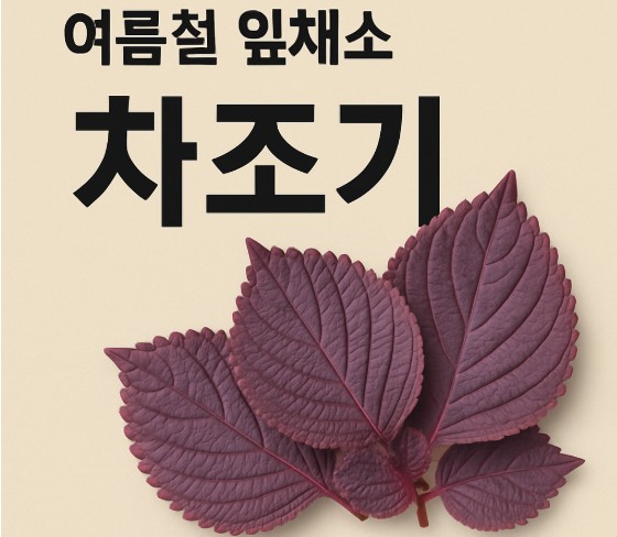 차조기