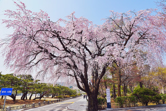 현충원 길 벚꽃 사진