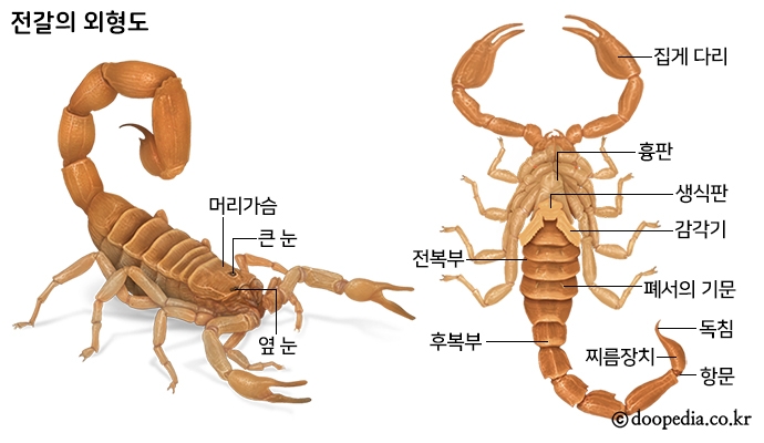 전갈의 외형도