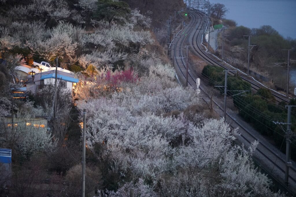 매화축제