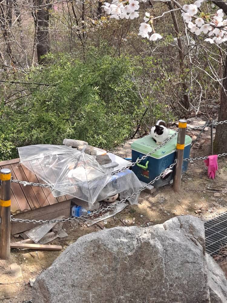 이천설봉공원벚꽃