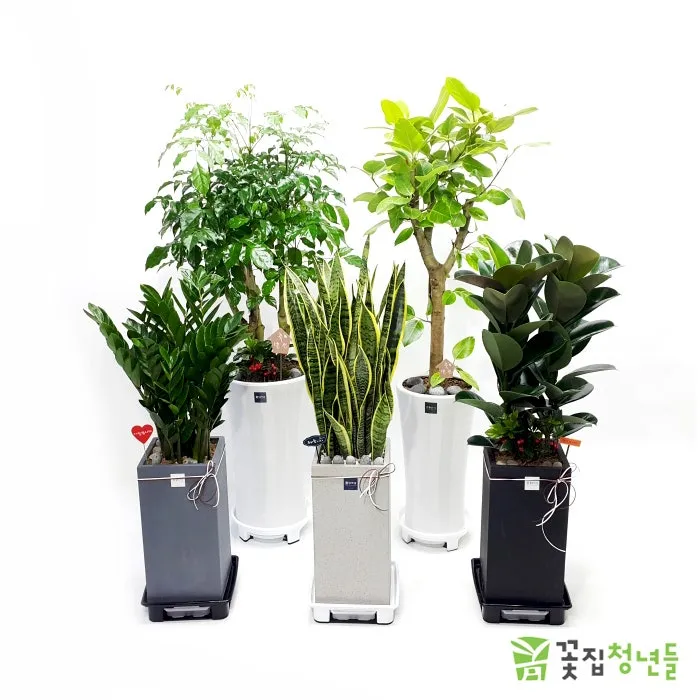 화분 여행 전 관리 급수준비 조명타이머 통풍점검 안심외출 체크_3