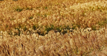 2024년 서울 억새 축제 일정