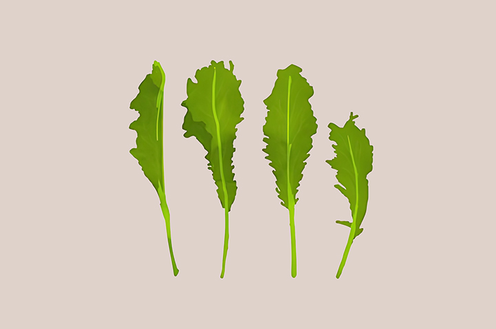 치커리-하루-섭취-권장량