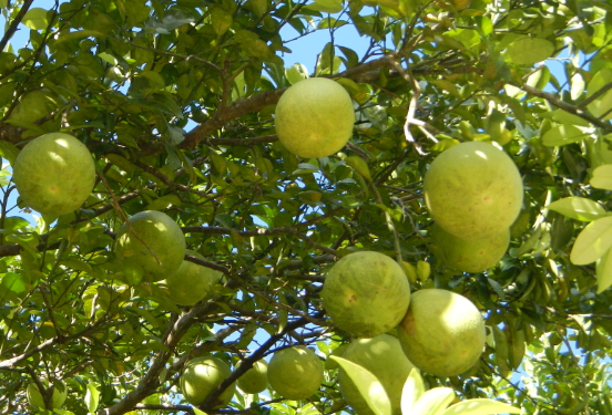 자몽과 비슷한 포멜로