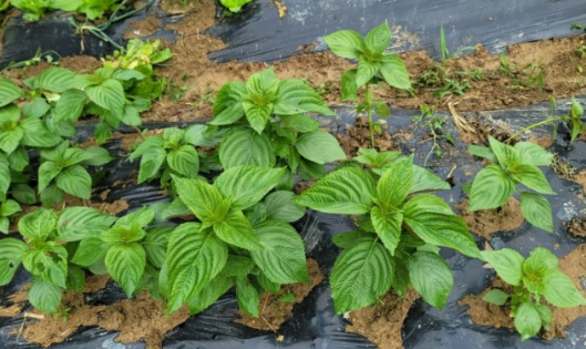 들깨 심는시기(파종시기, 심기방법, 재배방법, 수확하기) 깻잎키우기 총정리!