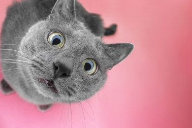 바로 위를 보는 고양이.