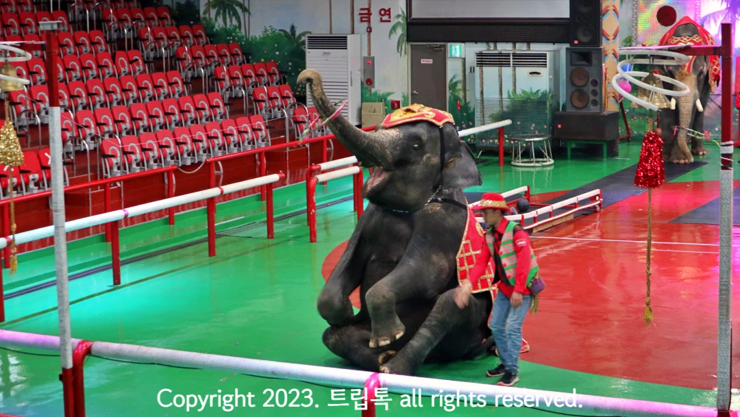 바닥에 앉아 훌라후프 돌리는 코끼리와 그 옆에 조련사