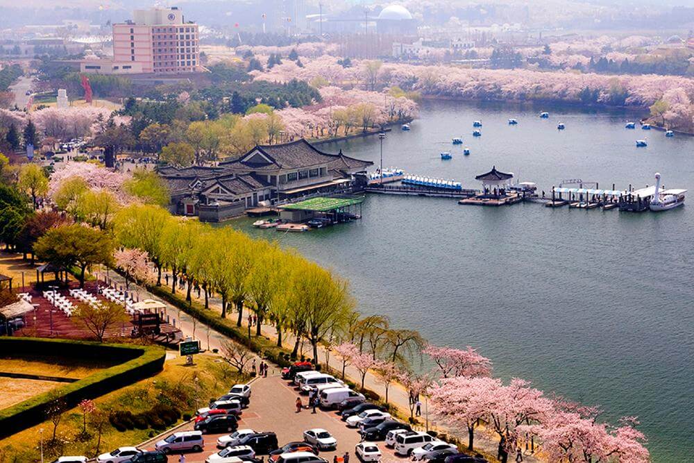 경주벚꽃