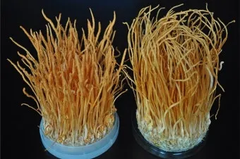 약용식물 동충하초 자연의 신비 건강 효능과 활용_9