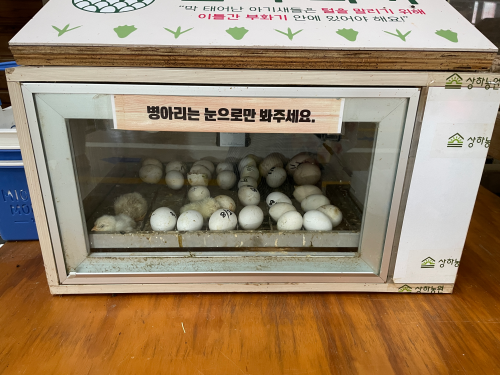 전북 고창 숙박 상하농원 파머스 빌리지 패밀리룸 조식