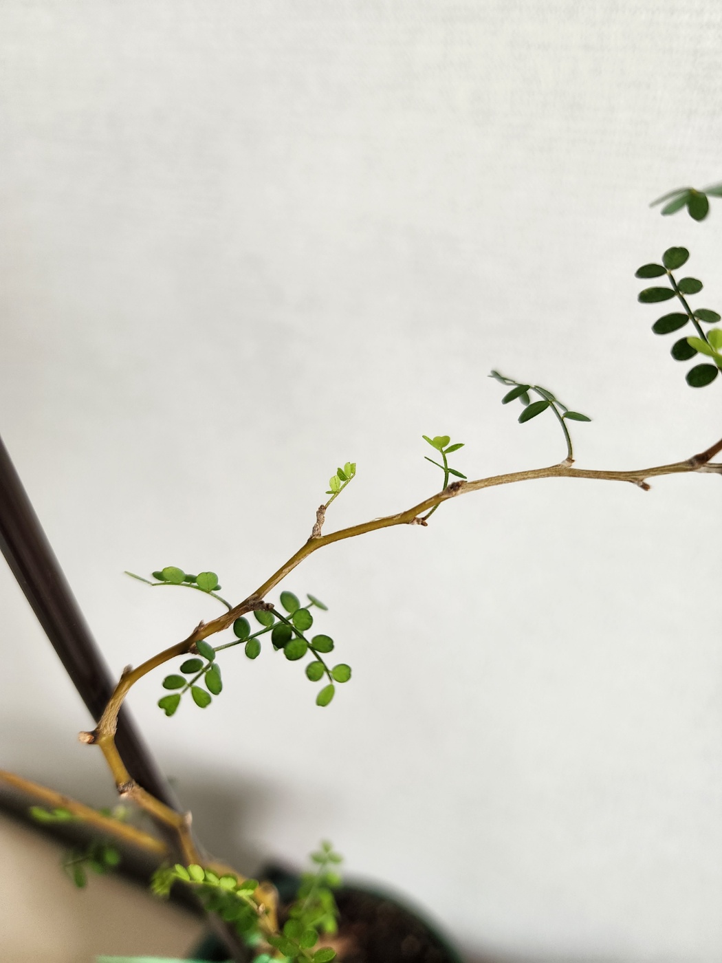 새순이 나오는중인 소포라