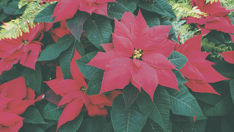 일별 탄생화 : 12월