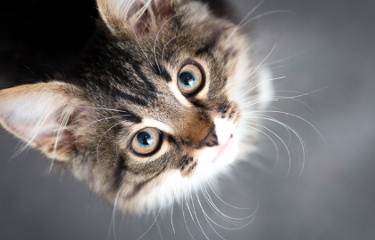 고양이 업로드.