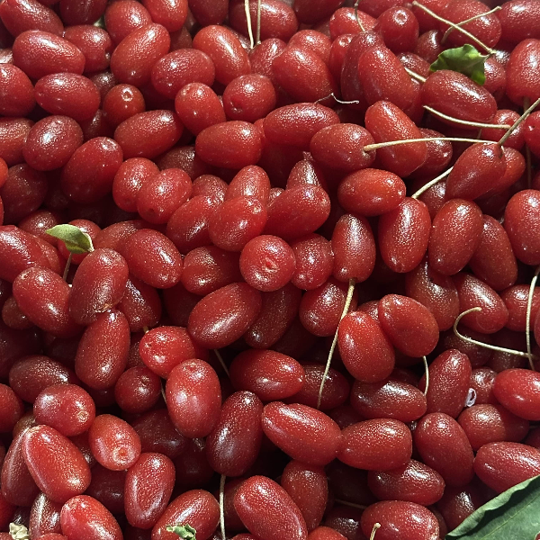 새빨갛게 익은 보리수 열매들