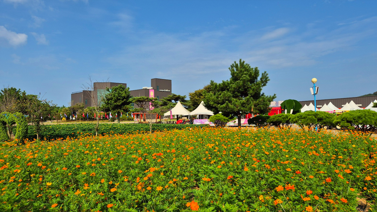 9월 18일 개화현황5