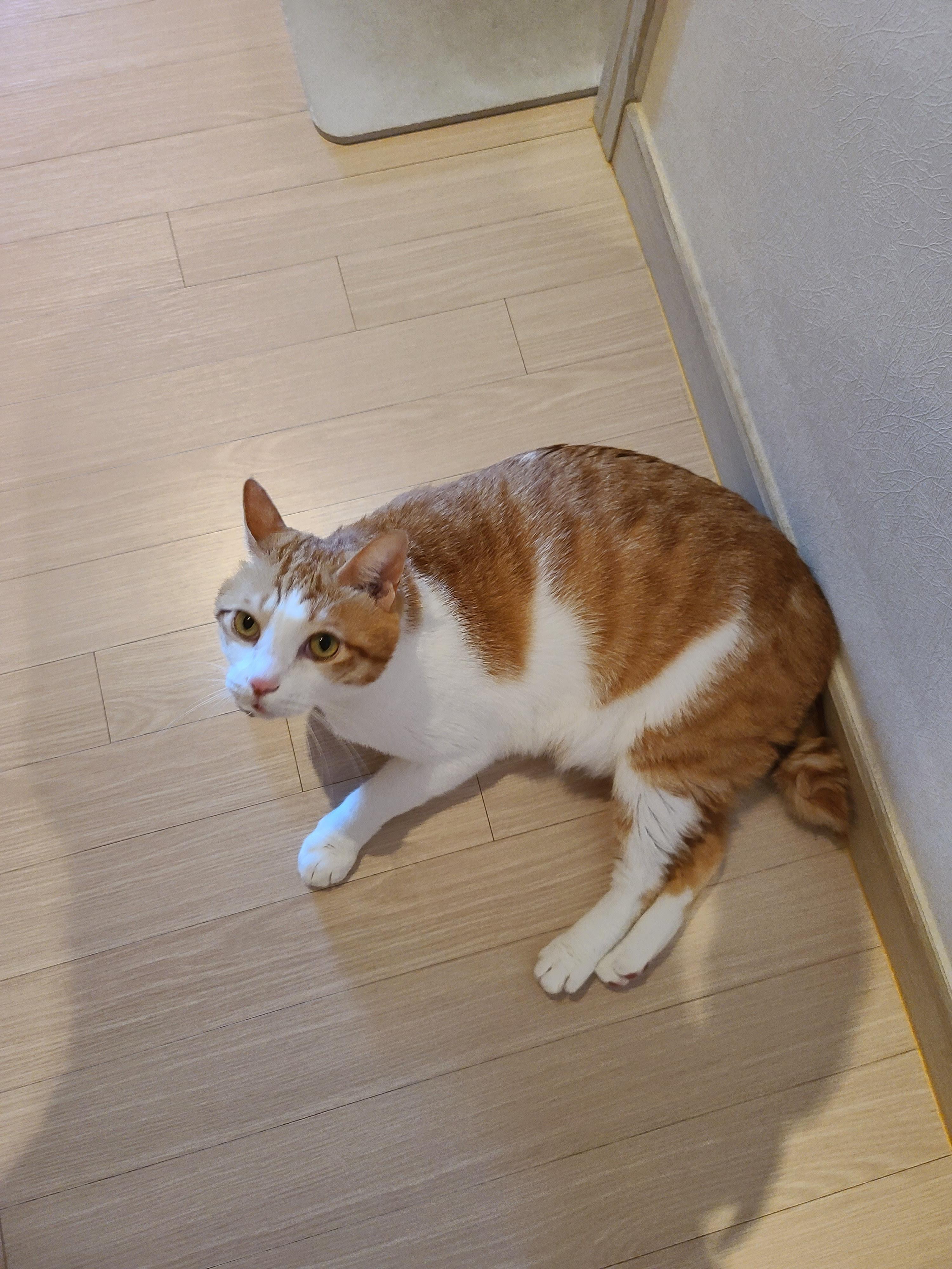 막둥이 발라당의 이유...ㅜㅜ